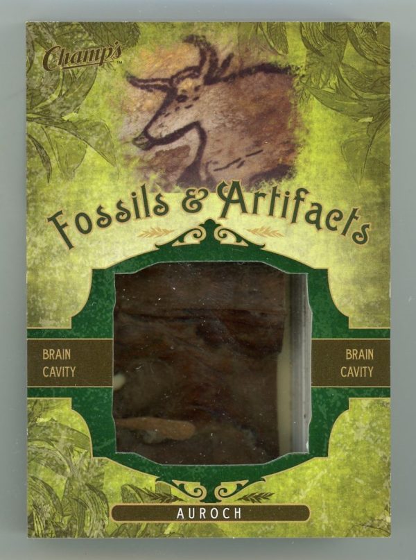 Auroch Brain Cavity 2011 Parkhurst Champions Fossils & Artifacts #FA-AUB